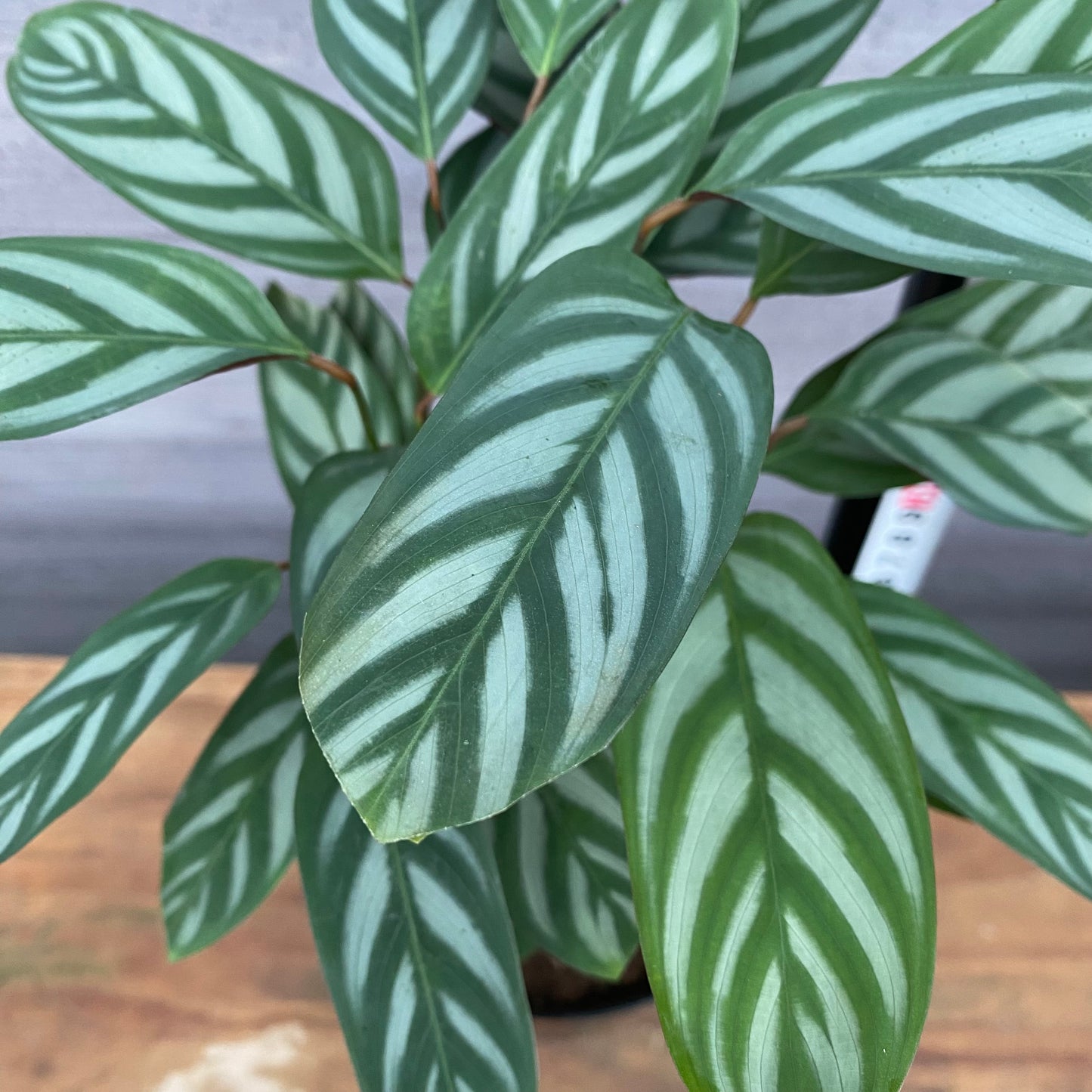 市場仕入れ即売会　No.25037　カラテア　セトサ　5号鉢