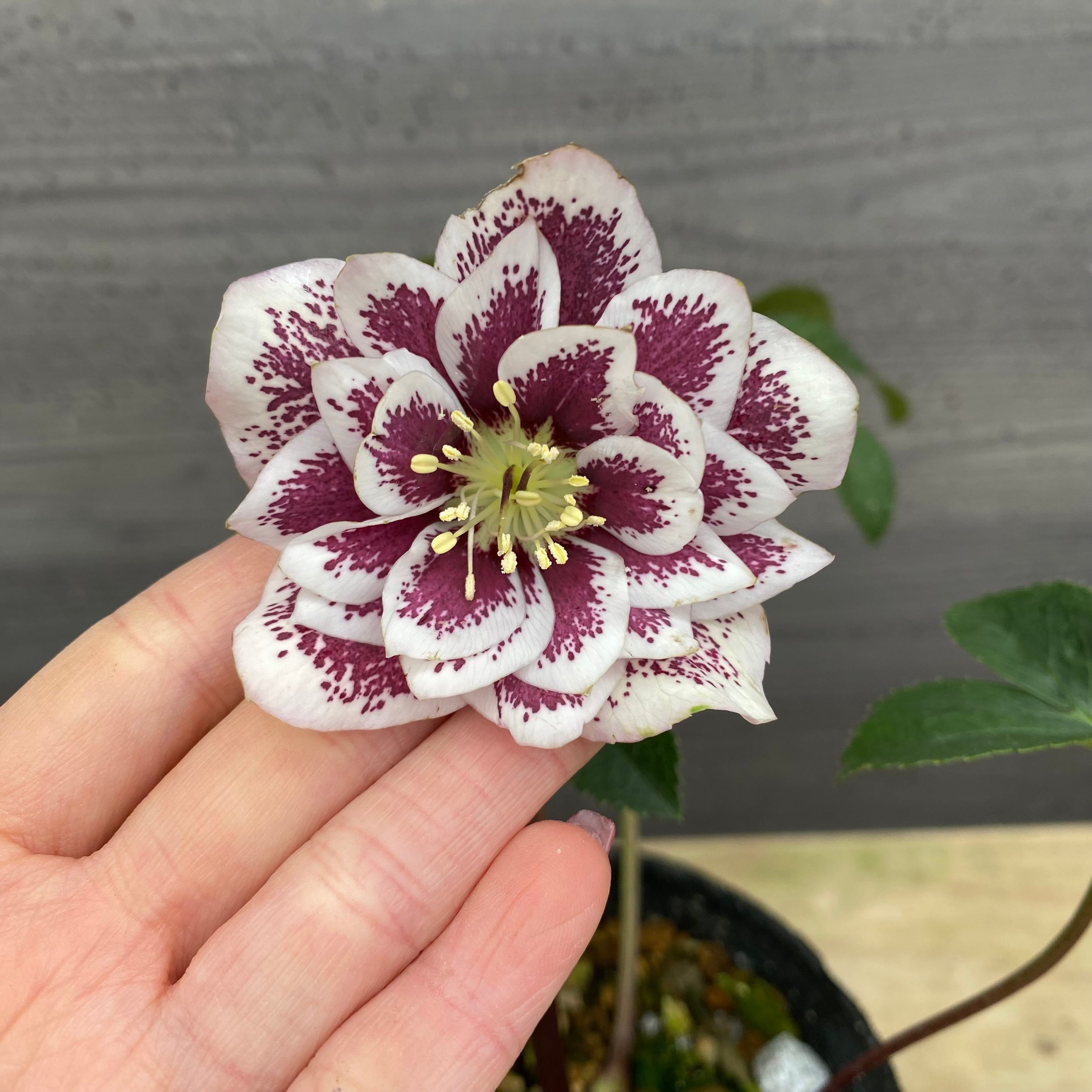 ○○様ご検討苗㉖-103クリスマスローズ 即売会 No.27099 クリスマスローズ ダブル咲き 3.5号苗ポット – 植物家族