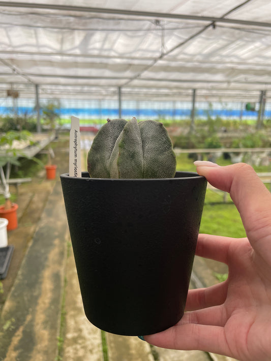 No.01010 アストロフィツム 3号鉢
