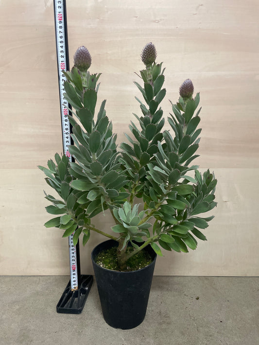 No.25010　リューコスペルマム　レッドファントム　5号鉢