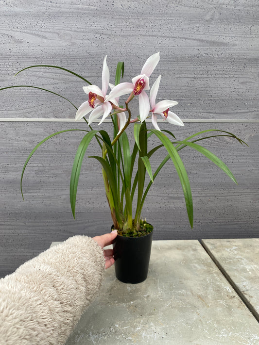 石田蘭園★和蘭　丹頂　蘭用肥料プレゼント