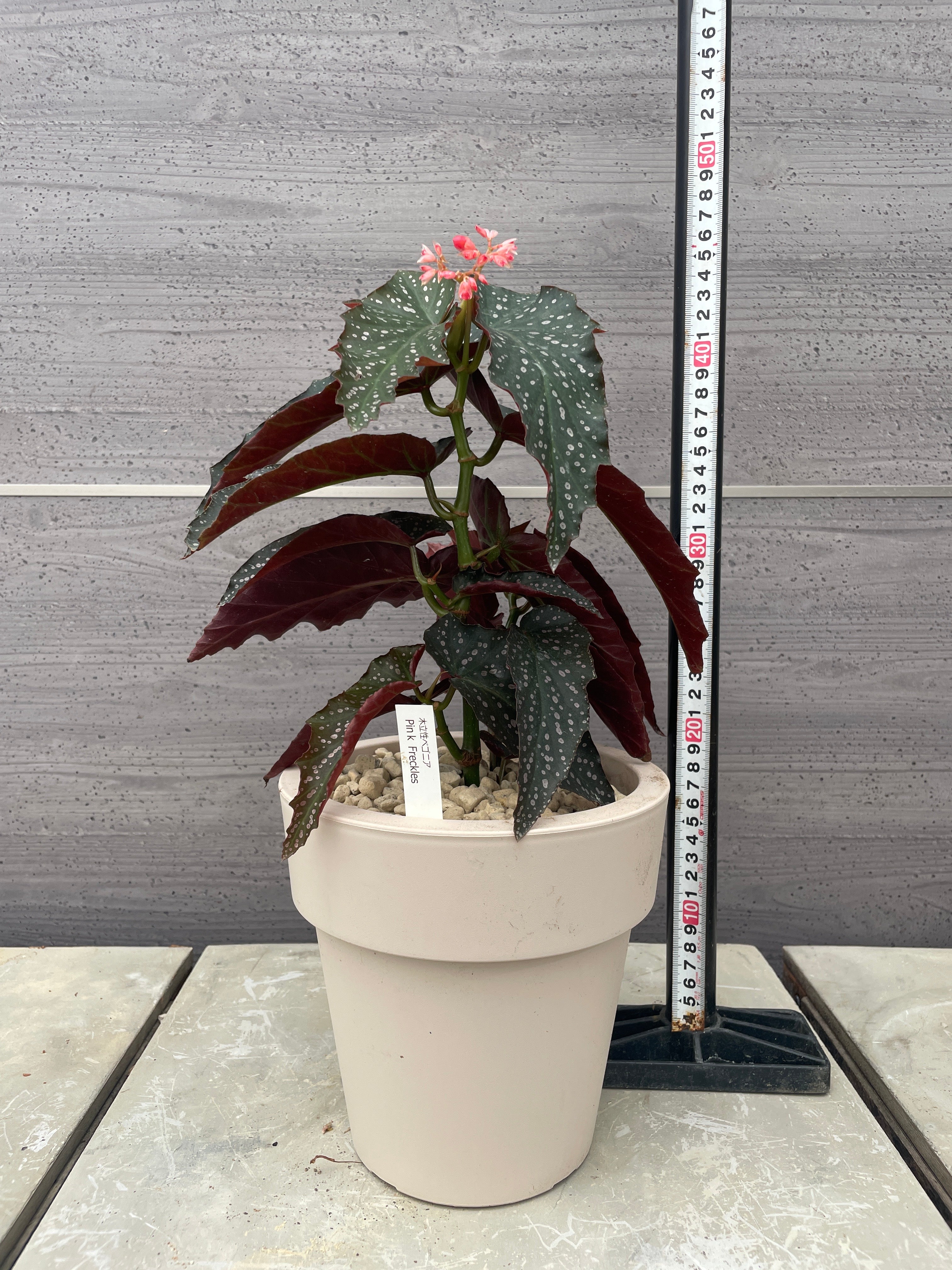 Pickup 全ての商品 – 植物家族