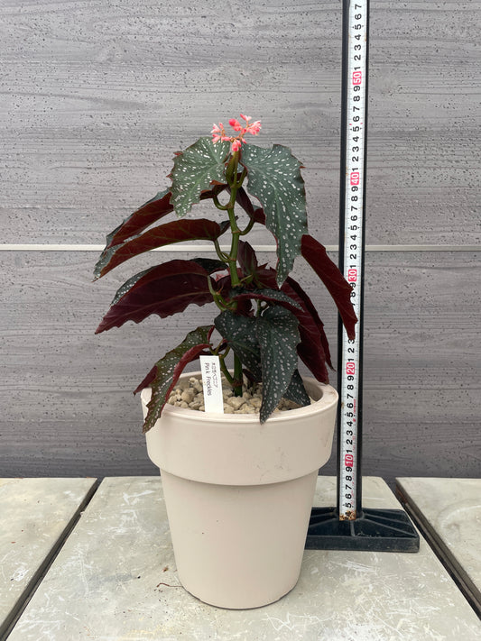 花郷園★木立性ベゴニア　Pink Freckles　6号ポット植替え済み