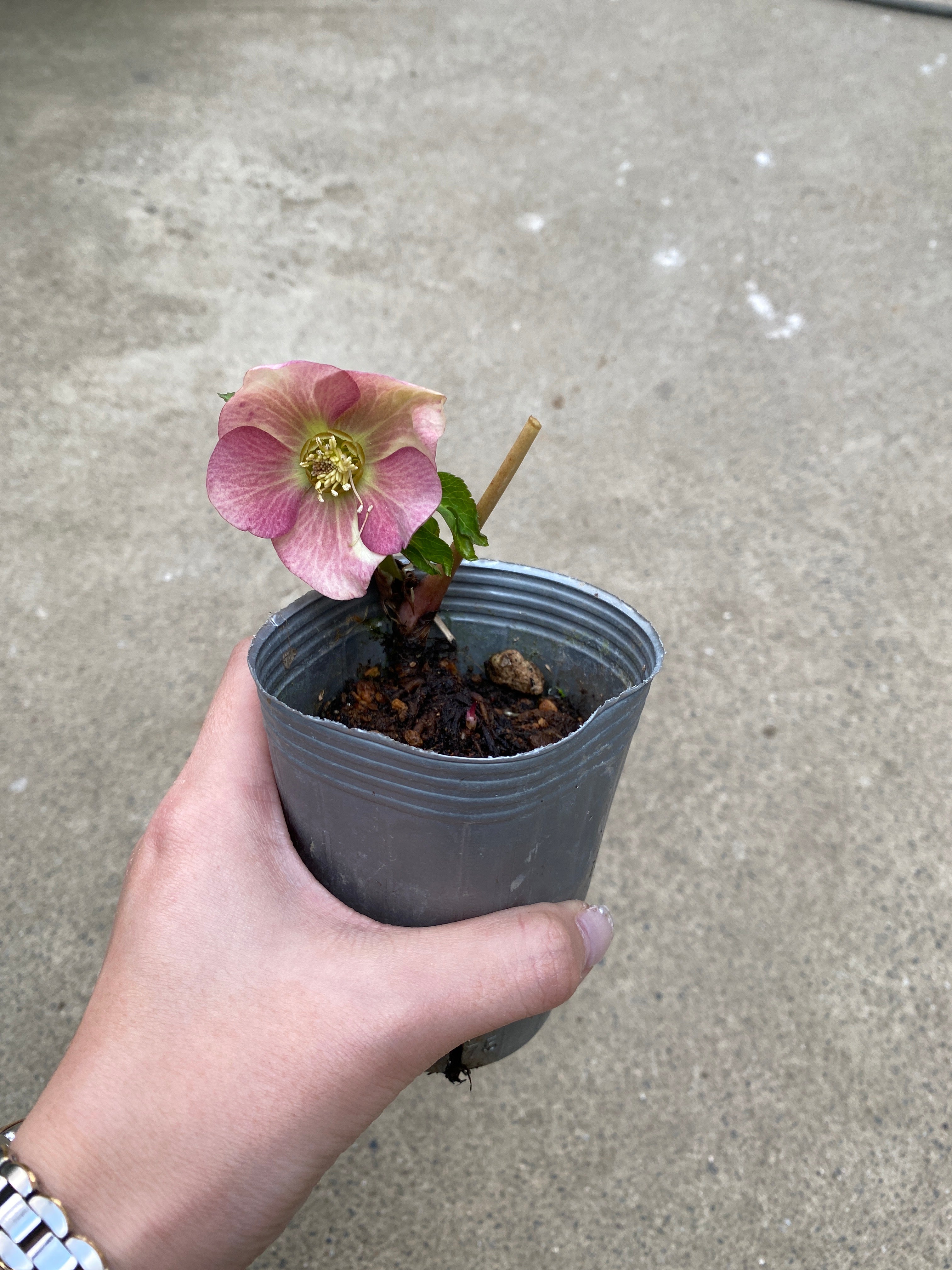 M020 クリスマスローズ シングル 2.5号苗ポット – 植物家族