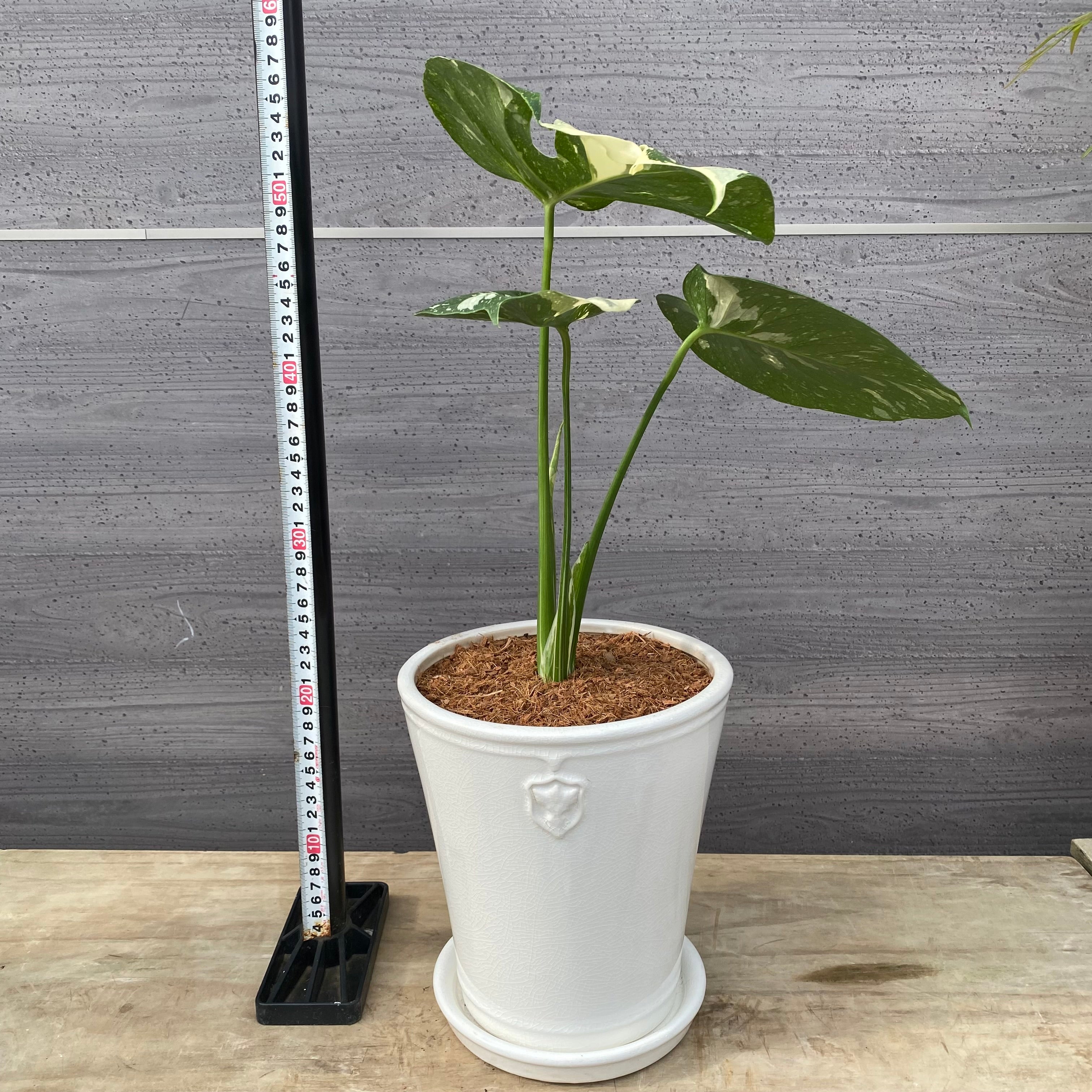 商品 – 植物家族