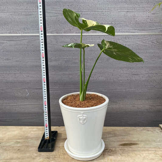 19011　モンステラ　タイコンステレーション　斑入り　花郷園さんオリジナルポット　6.5号鉢