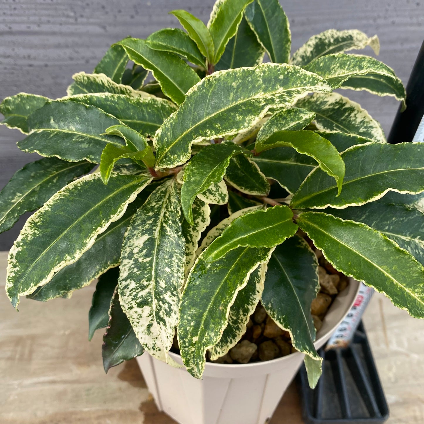 万両　斑入り　曙大鵬　５号スリット鉢/オリジナル色