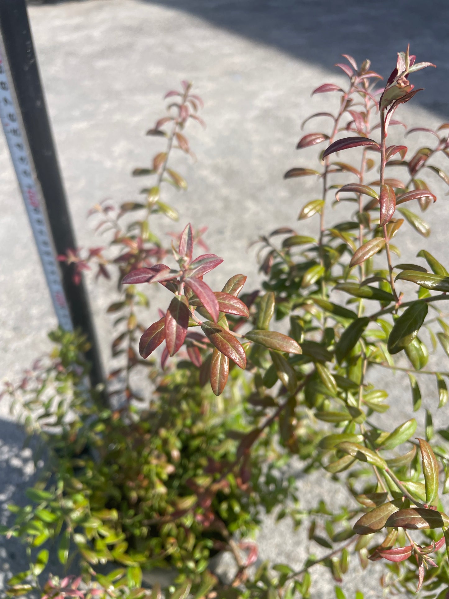 No.06009　岡本緑花　ブルーベリー　ローザスプラッシュ　5号苗ポット