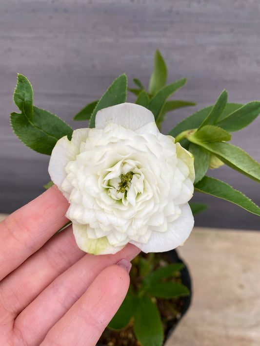 No.05097　横山園芸★クリスマスローズ　プリマドレス　5号苗ポット