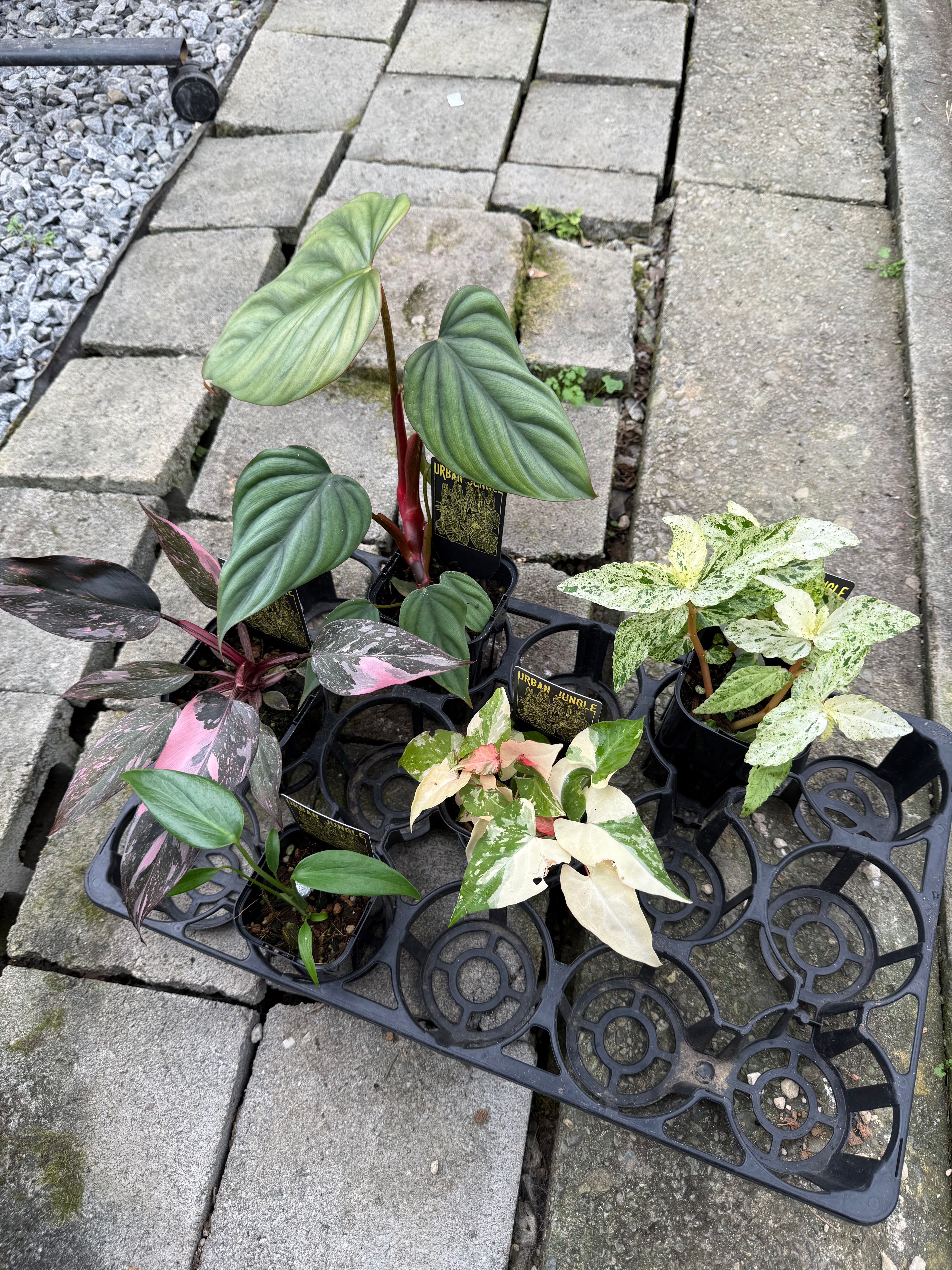 Pickup 全ての商品 – 植物家族