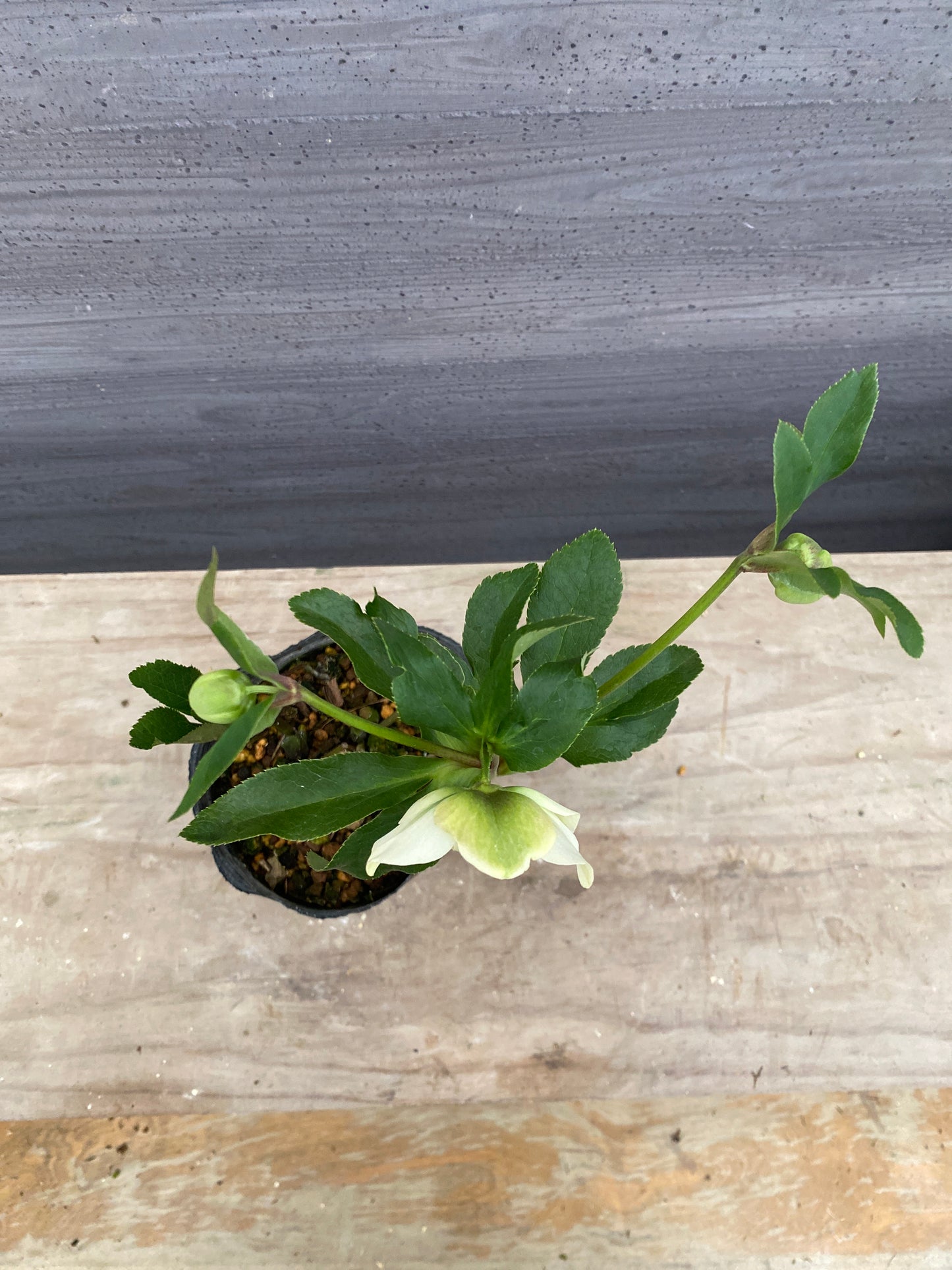 No.05148　横山園芸★クリスマスローズ　プリマドレス　5号苗ポット