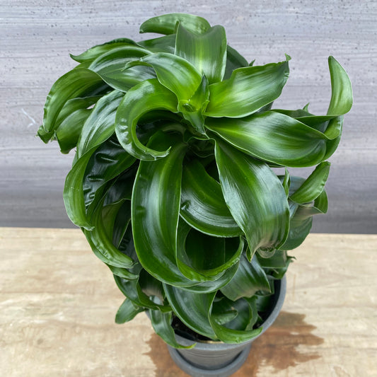 No.1306　ドラセナ　トルネード　5号鉢　黒ポット　受け皿付き