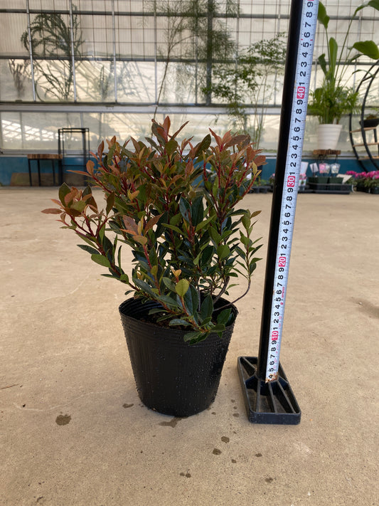 岡本緑花特集 ベニカナメモチ チコ 5号苗ポット