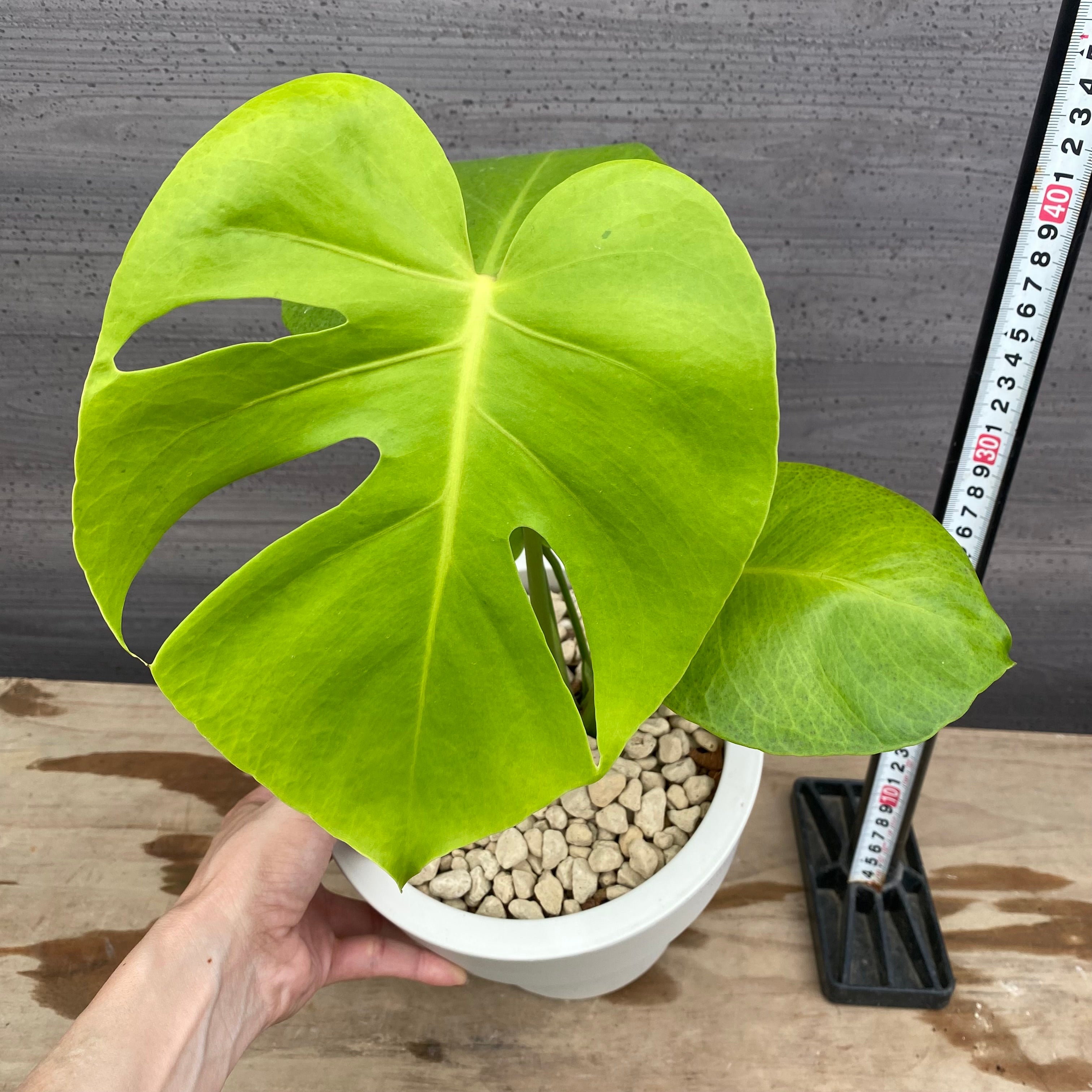 モンステラ特集 – 植物家族
