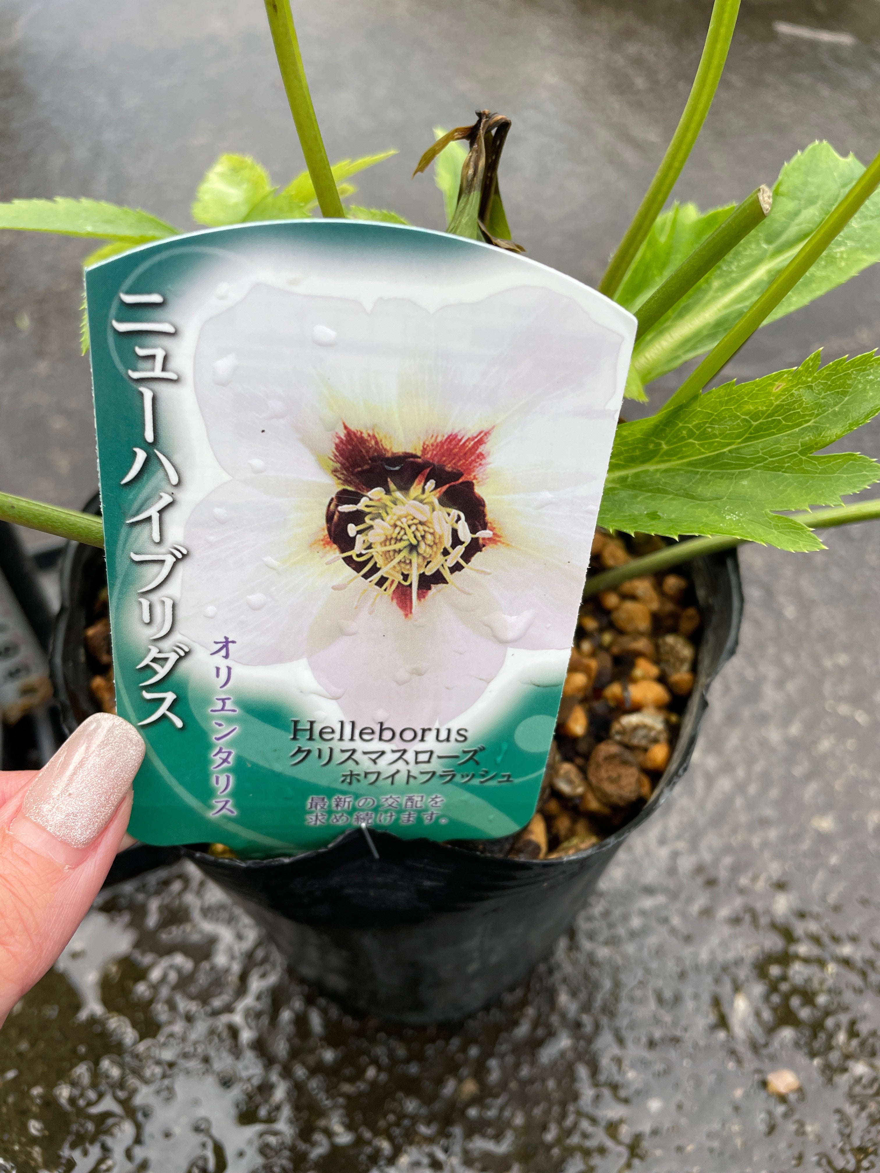M25 クリスマスローズ ホワイトフラッシュ 4.5号苗ポット – 植物家族