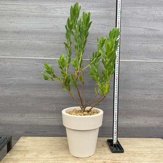 リュウカデンドロン ライムマジック オリジナルポット