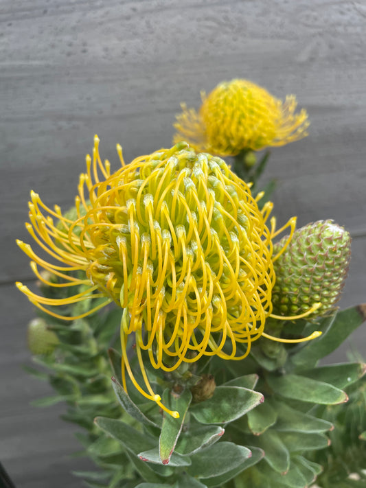 No.10001　リューコスペルマム　カーニバルイエロー　7号鉢