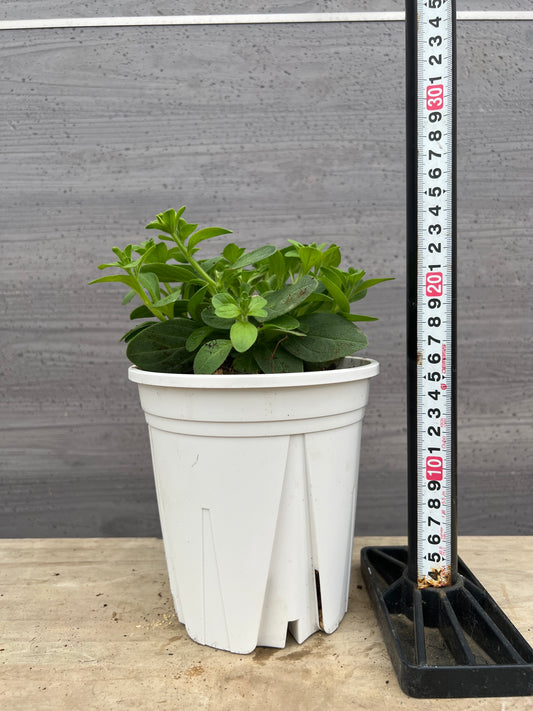 社長植栽★ペチュニア　ベルチャーム　クロエ　5号白ポット