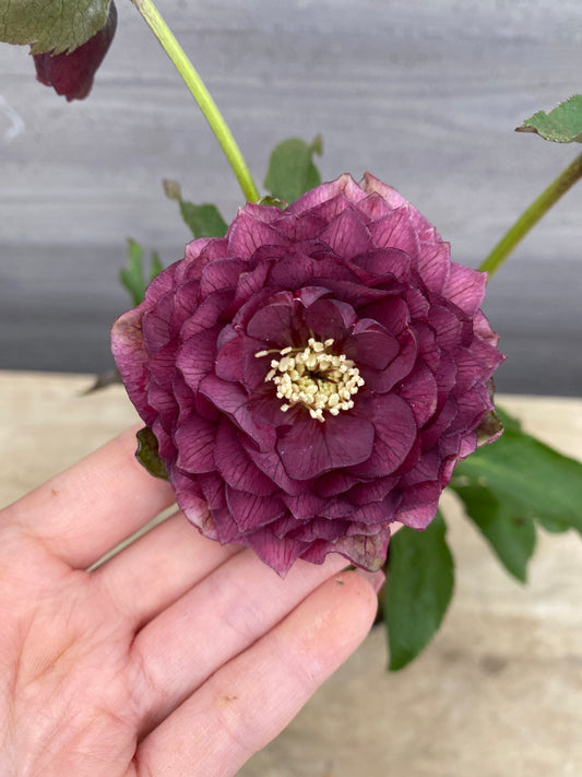 No.05106　横山園芸★クリスマスローズ　プリマドレス　5号苗ポット