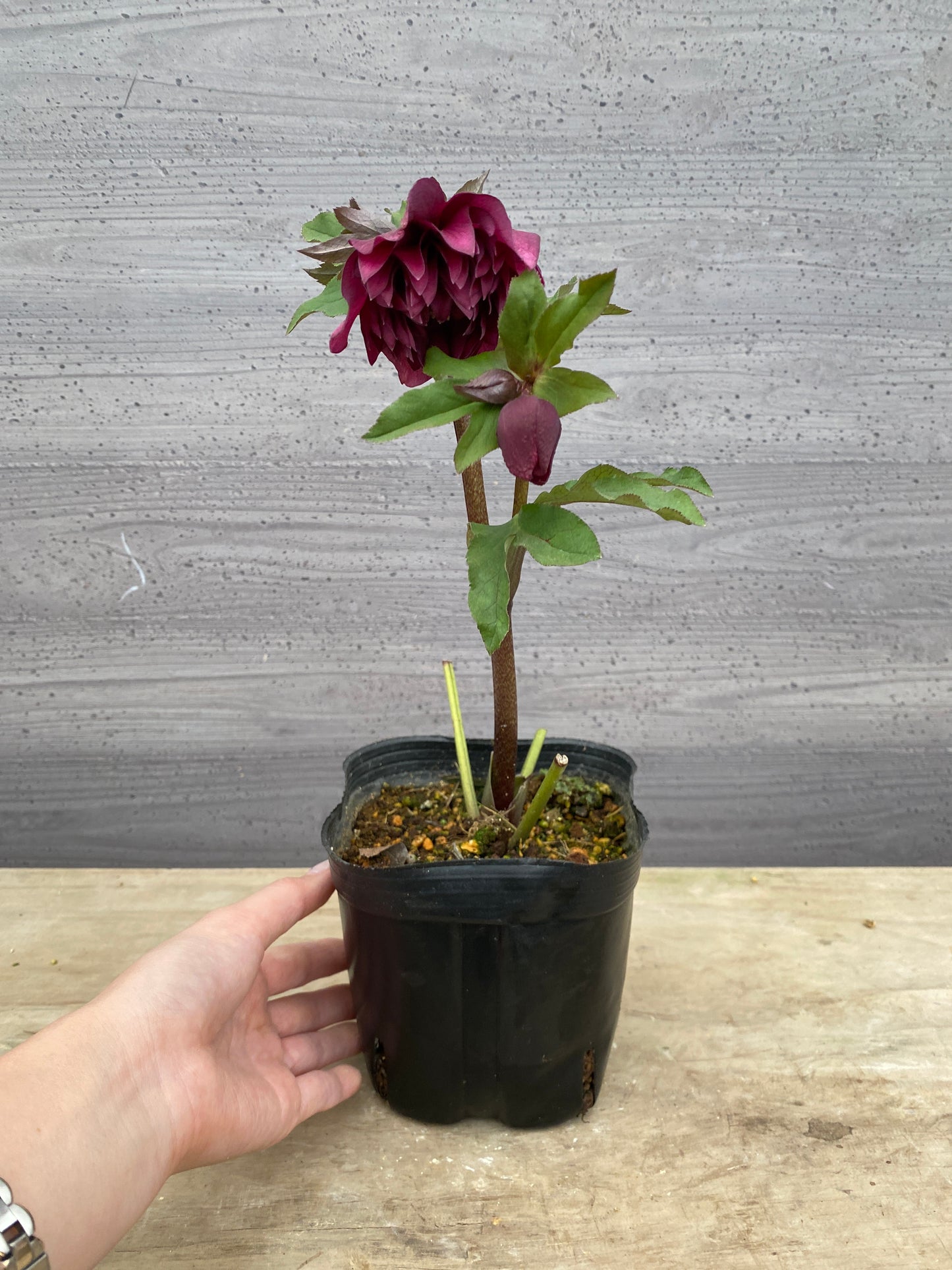 No.05102　横山園芸★クリスマスローズ　プリマドレス　5号苗ポット