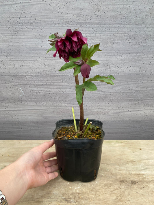 No.05102　横山園芸★クリスマスローズ　プリマドレス　5号苗ポット