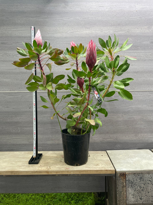 No.10004 キングプロテア リトルプリンス 7号鉢