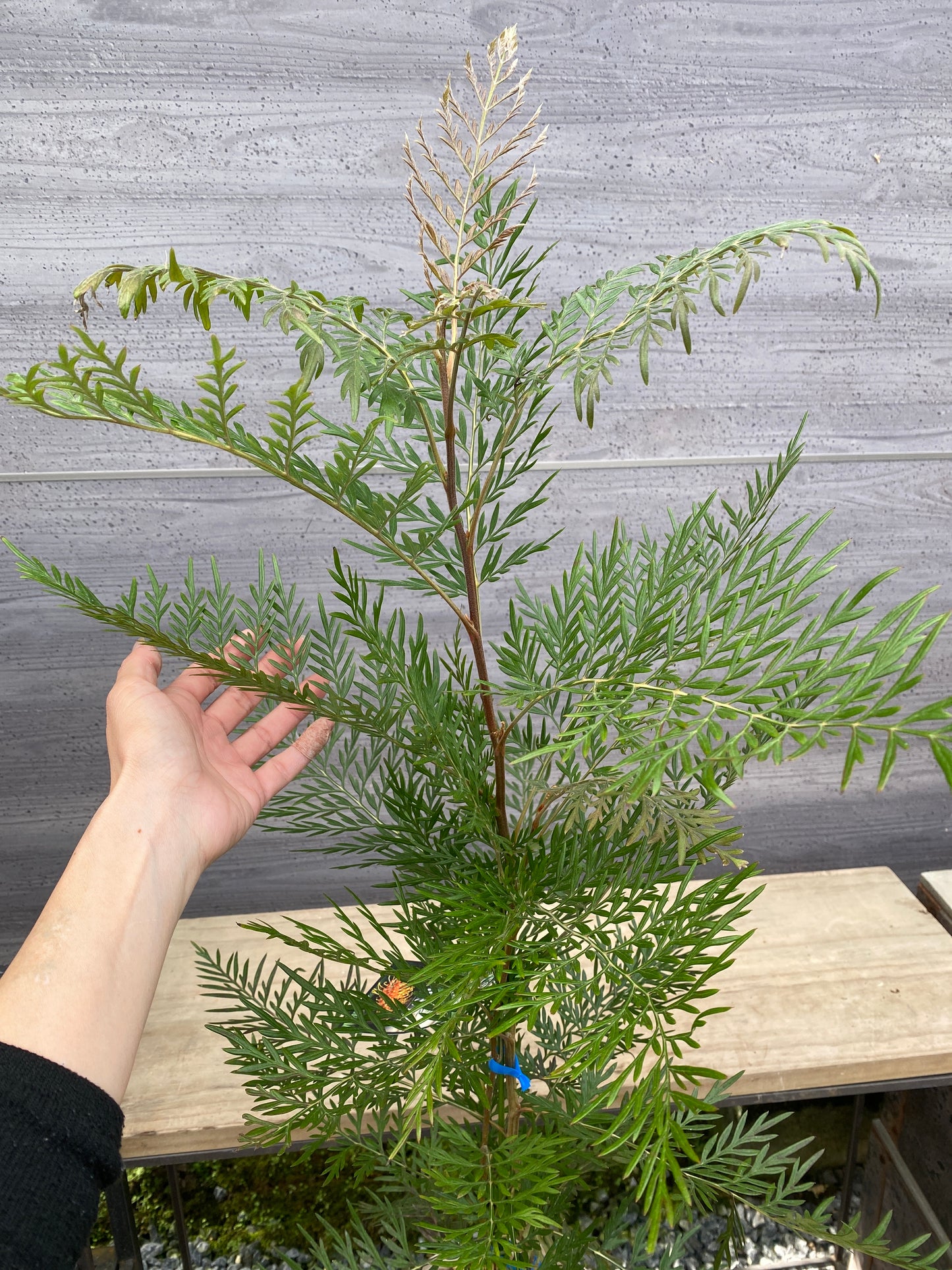 グレビレア　ロブスタ　7号スリット鉢/オリジナル色