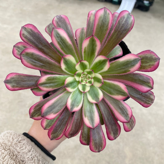 No.17036　アエオニウム　ハクゲッコウ　3.5号苗ポット