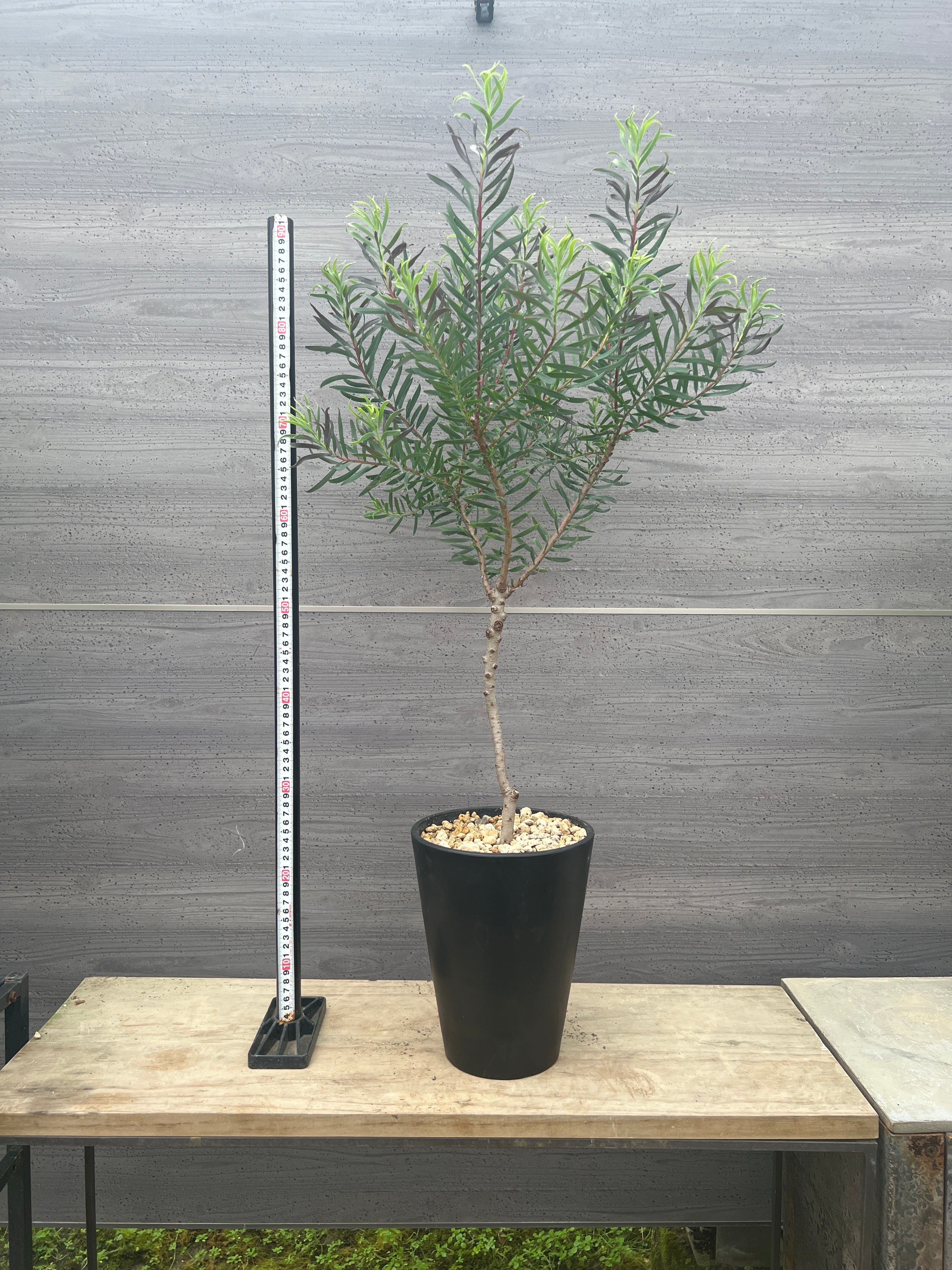 植物家族
