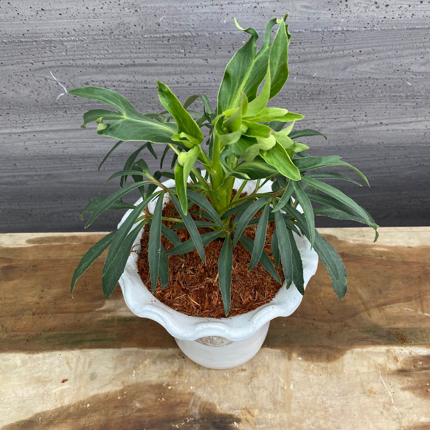 クリスマスローズ　フェチダス　キューガーデンポット白