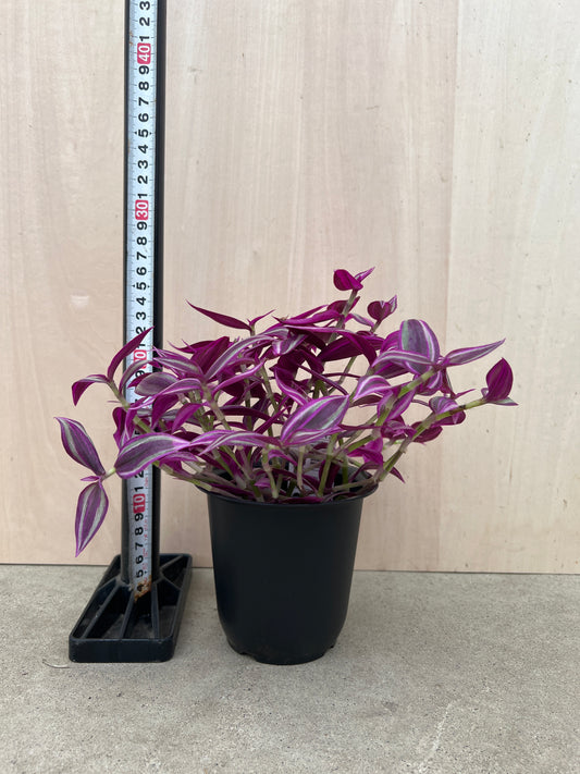 No.31024　トラディスカンティア　ピンクパラダイス　4号鉢