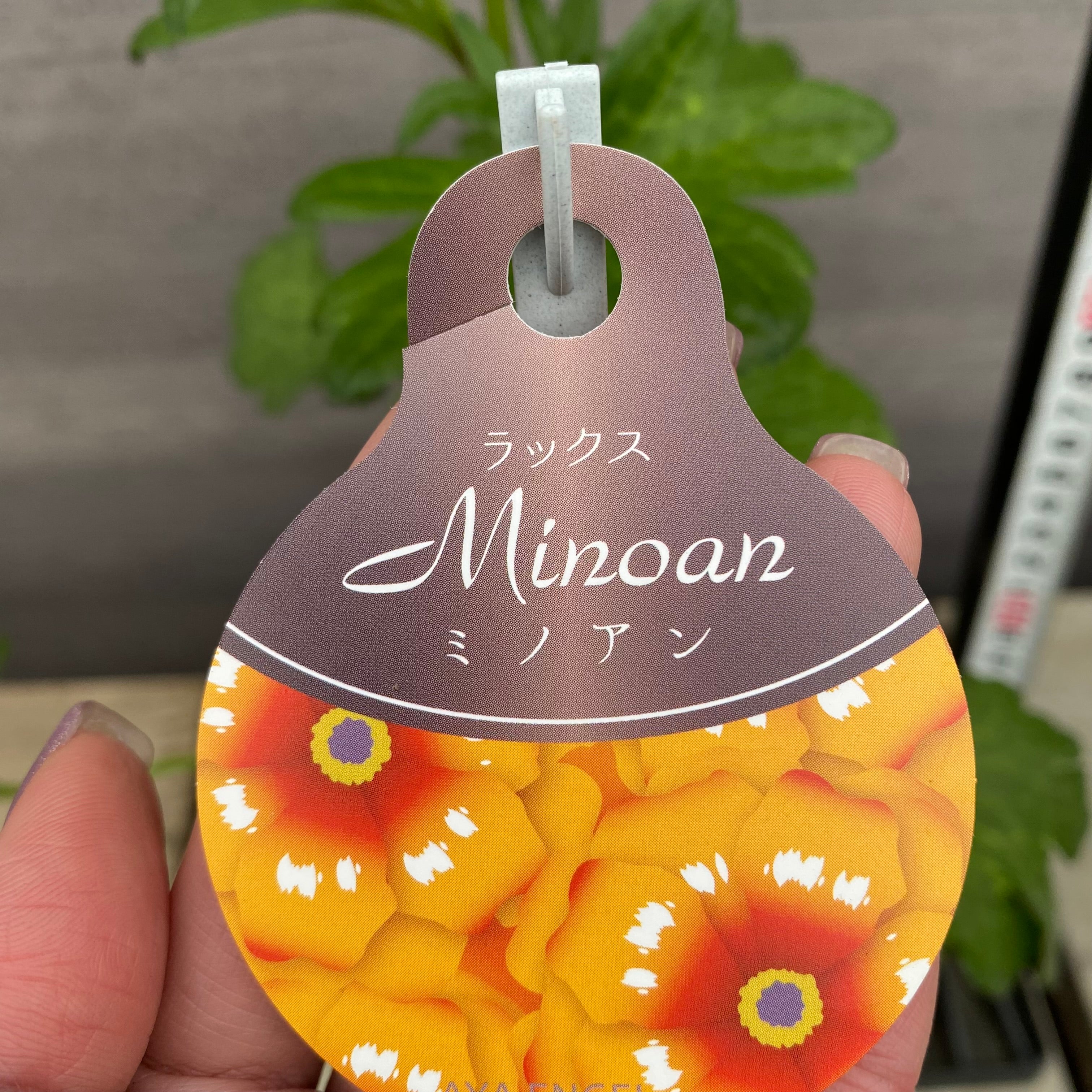 ラナンキュラス ラックス ミノアン 6号オリジナルベージュポット