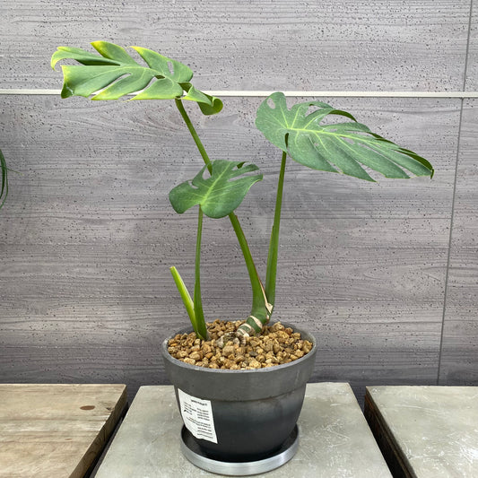 モンステラ　SMOKED PLANTER