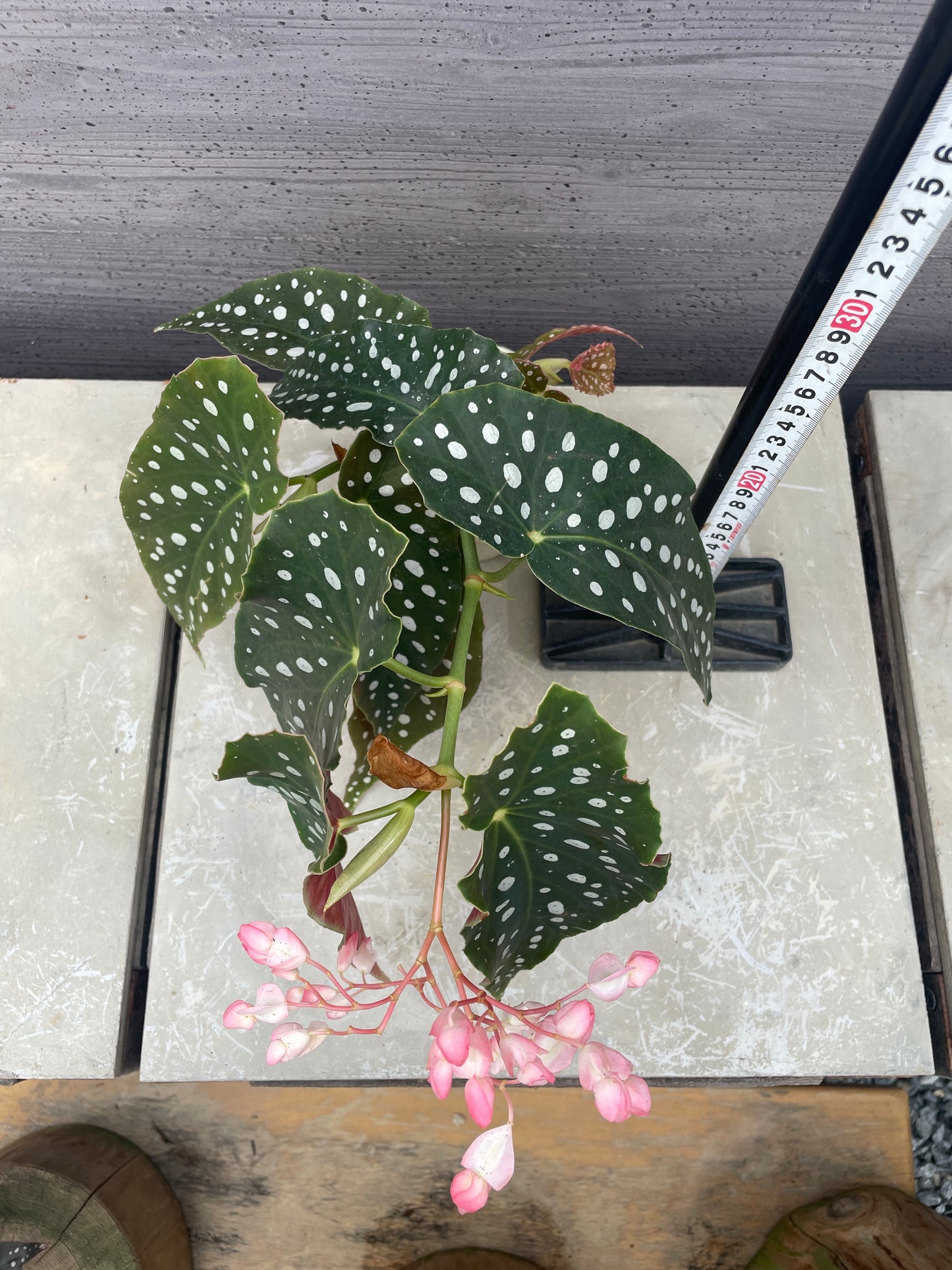 花郷園★木立性ベゴニア　流れ星　3.5号苗ポット