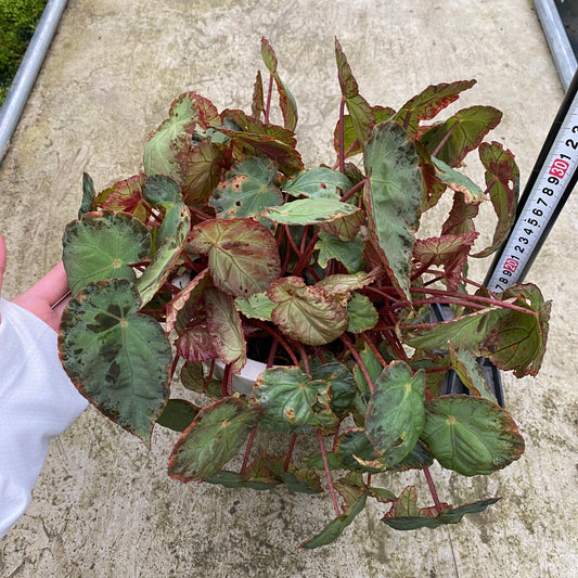 農場散策販売会　No.28068　根茎性ベゴニア　ブルキリィ♀　6号おすすめ白ポット