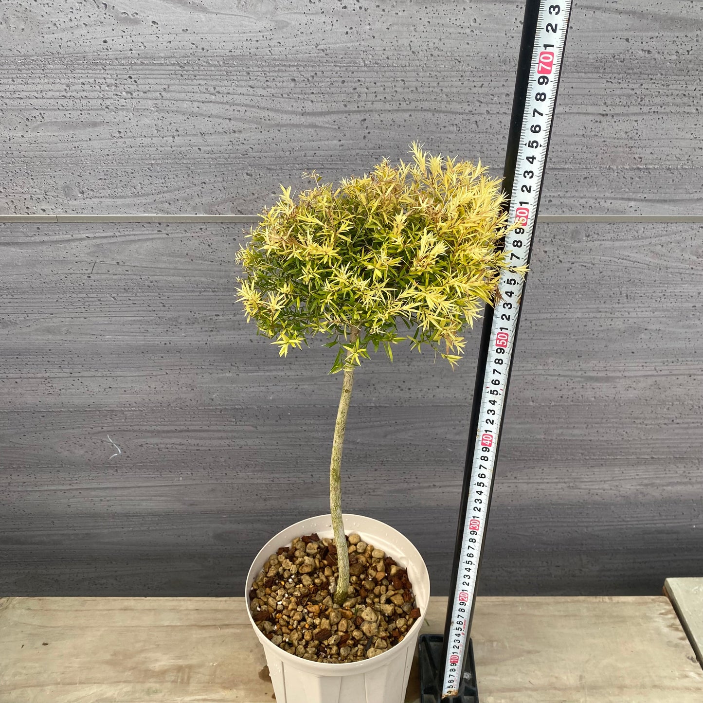 メラレウカ　レボリューションゴールド　６号スリット鉢/オリジナル色