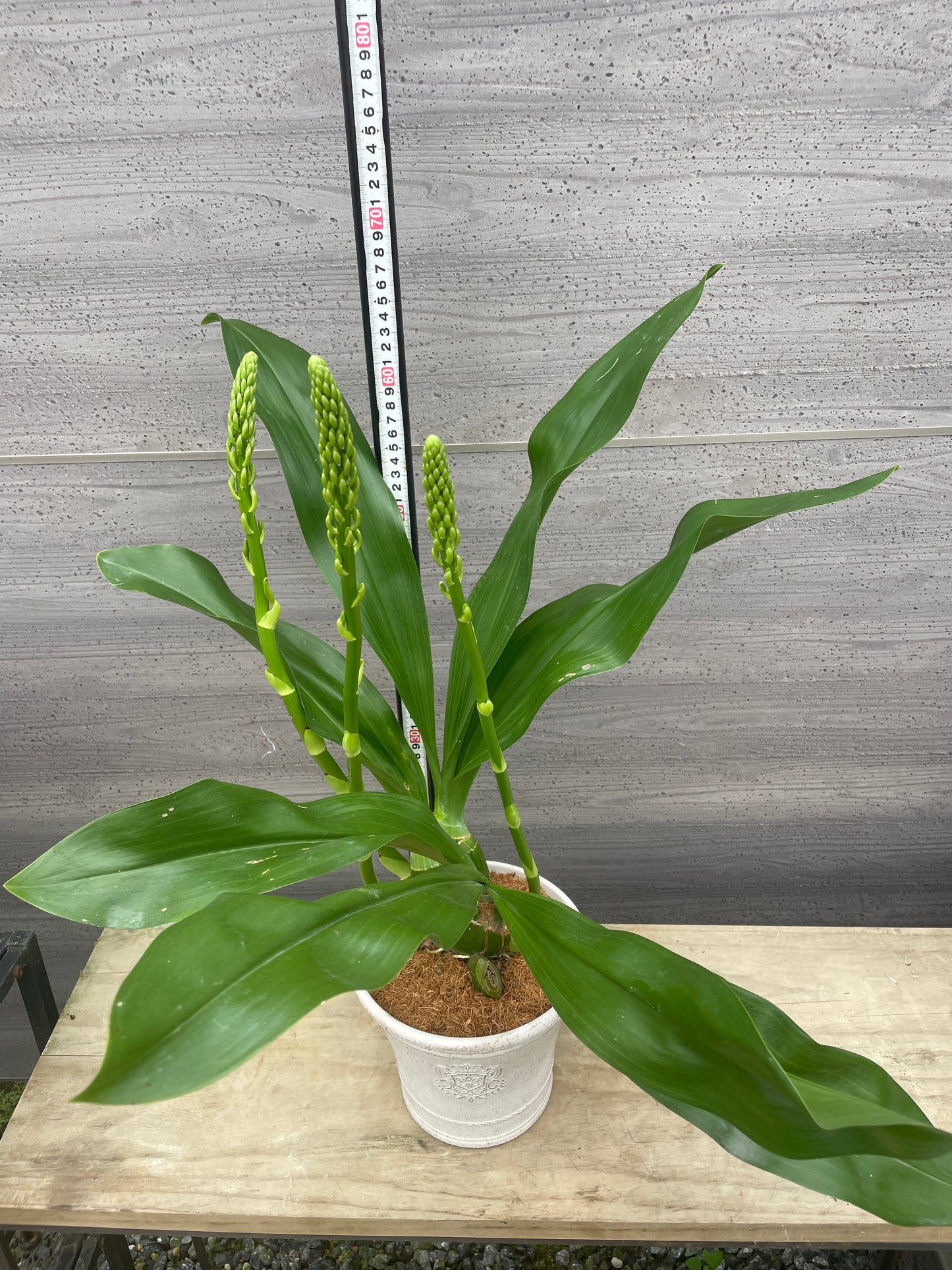 No.09004　グラマトフィラム　3本立ち　植替え済み