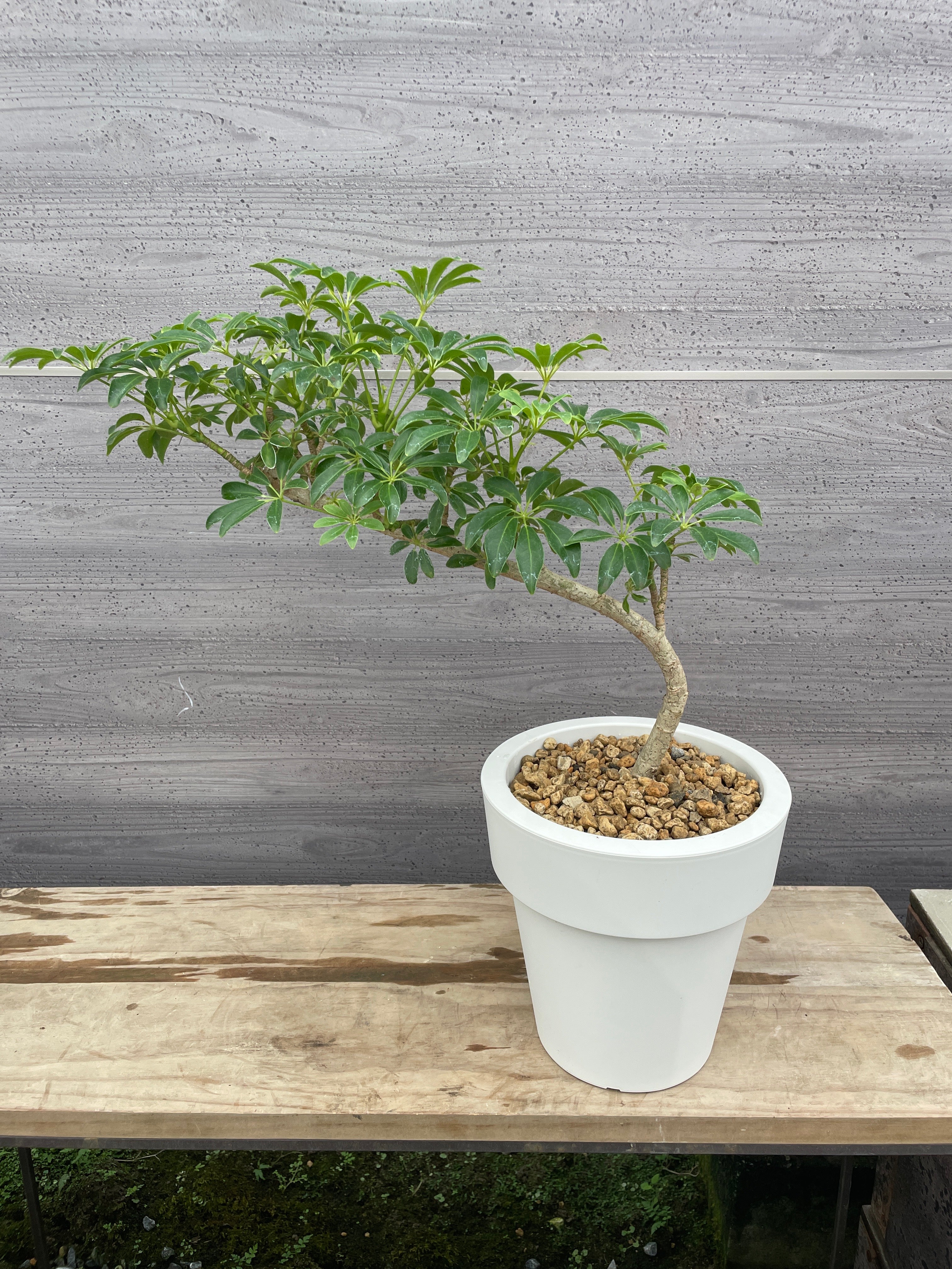 その他観葉植物 KaedeAkamine Pickup 全ての商品 – 植物家族