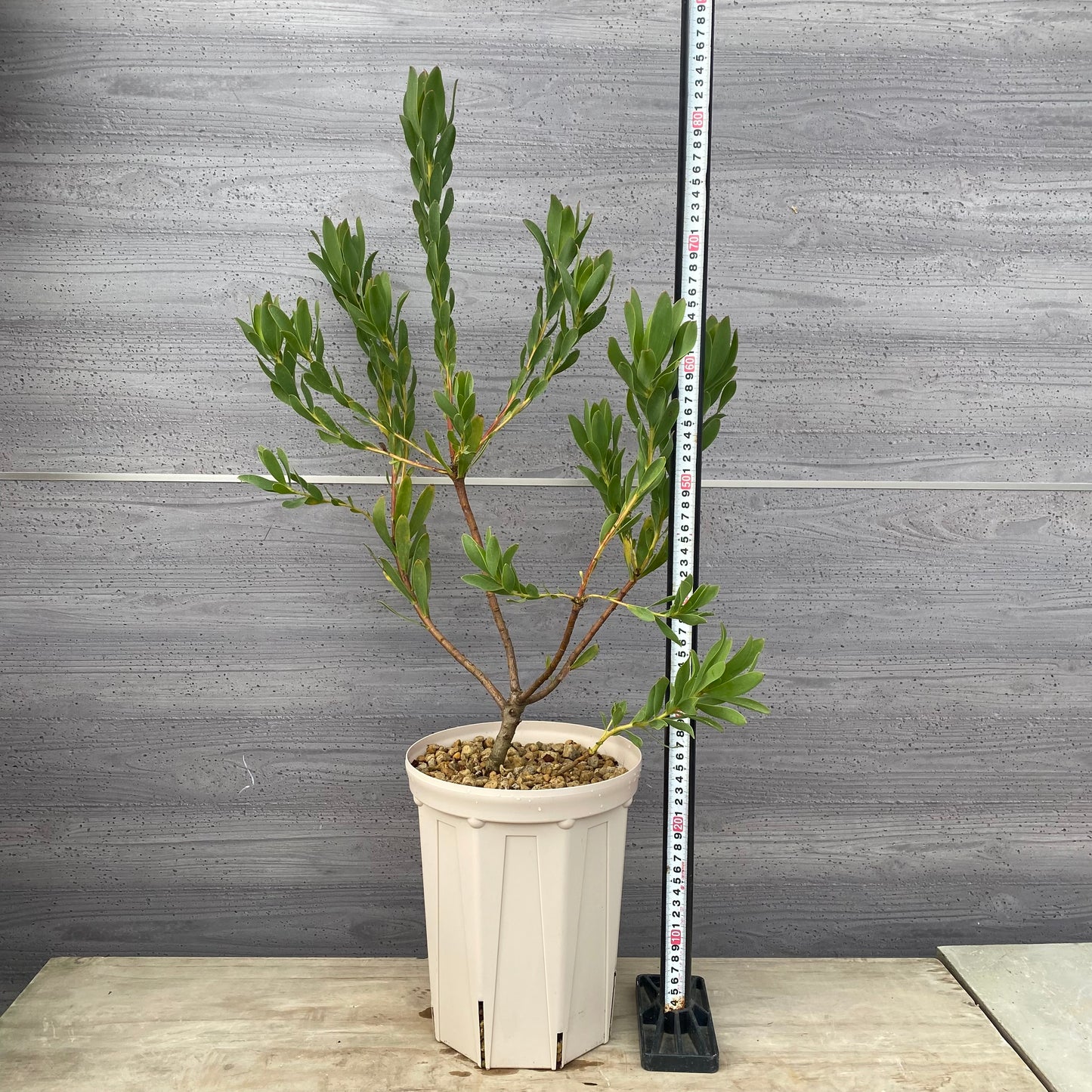 リューカデンドロン　ライムマジック　７号スリット鉢/オリジナル色