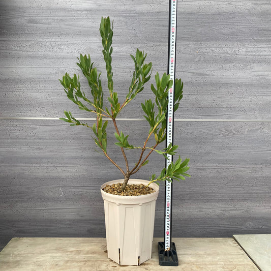 リューカデンドロン　ライムマジック　７号スリット鉢/オリジナル色