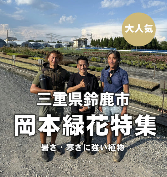 岡本緑花特集　トキワマンサク　プラムゴージャス　7号苗ポット