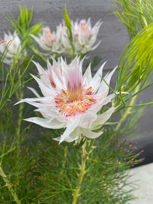 No.10009　セルリア　フロリダ　スパーブブラッシュ　7号鉢