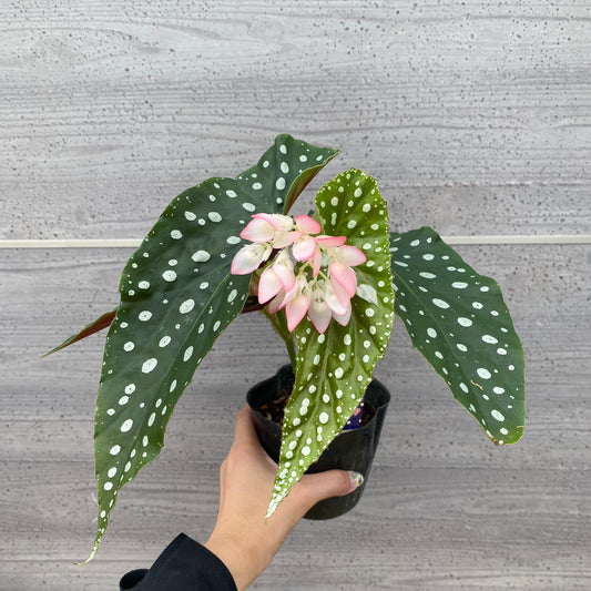 ★追加販売　花郷園★木立性ベゴニア　流れ星　
