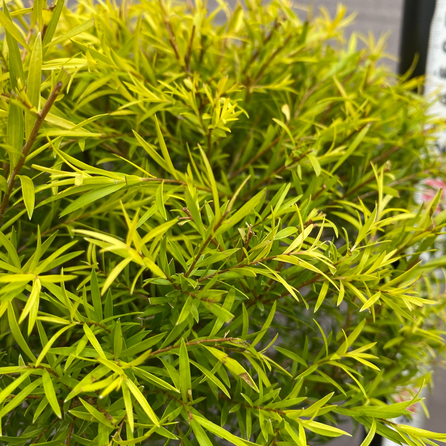 市場仕入れ即売会　No.25077　メラレウカ　レボリューションゴールド　6号苗ポット