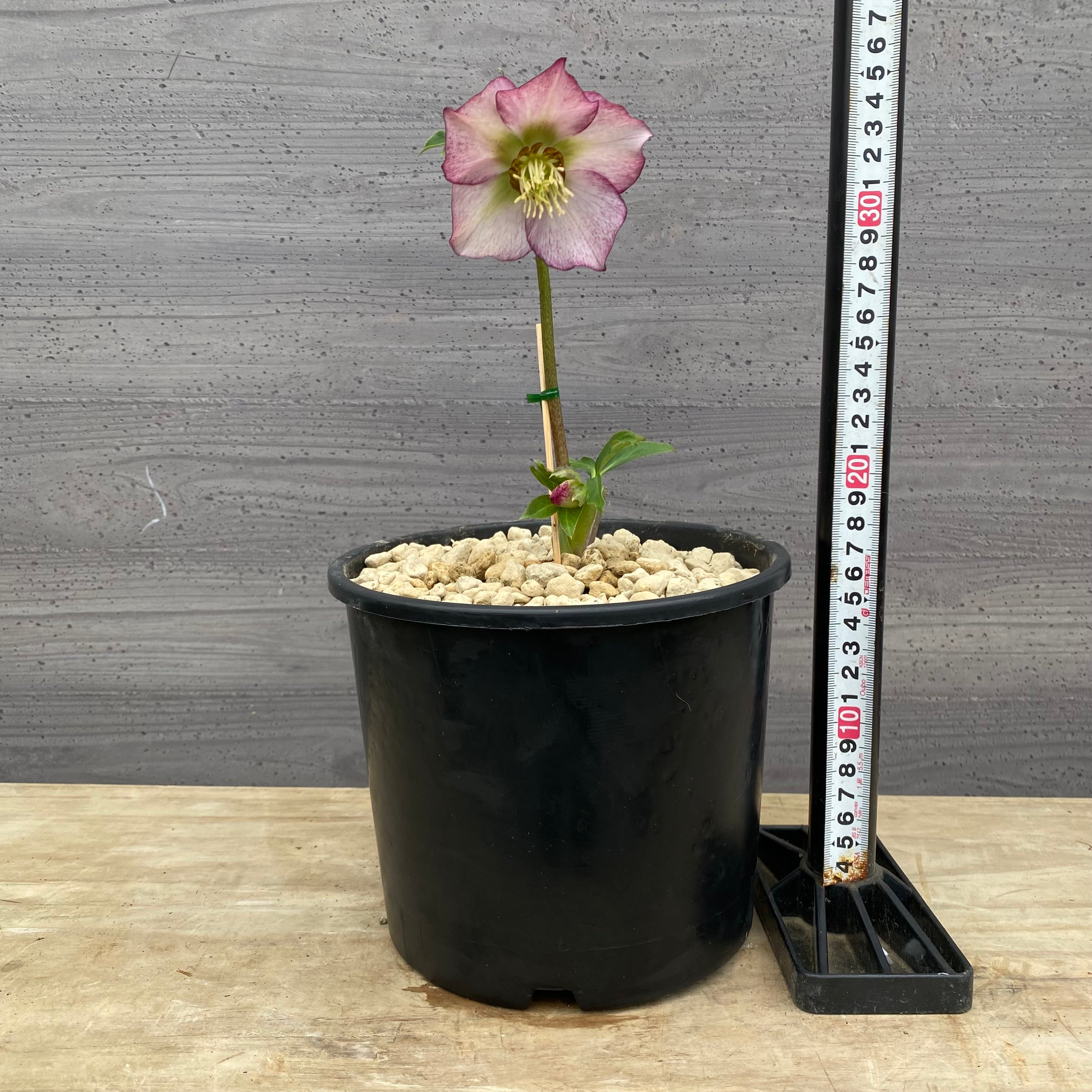 Pickup 全ての商品 – 植物家族