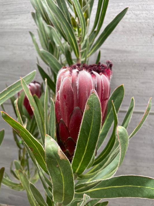 No.10005　プロテア　オーストラリスルビー　7号鉢