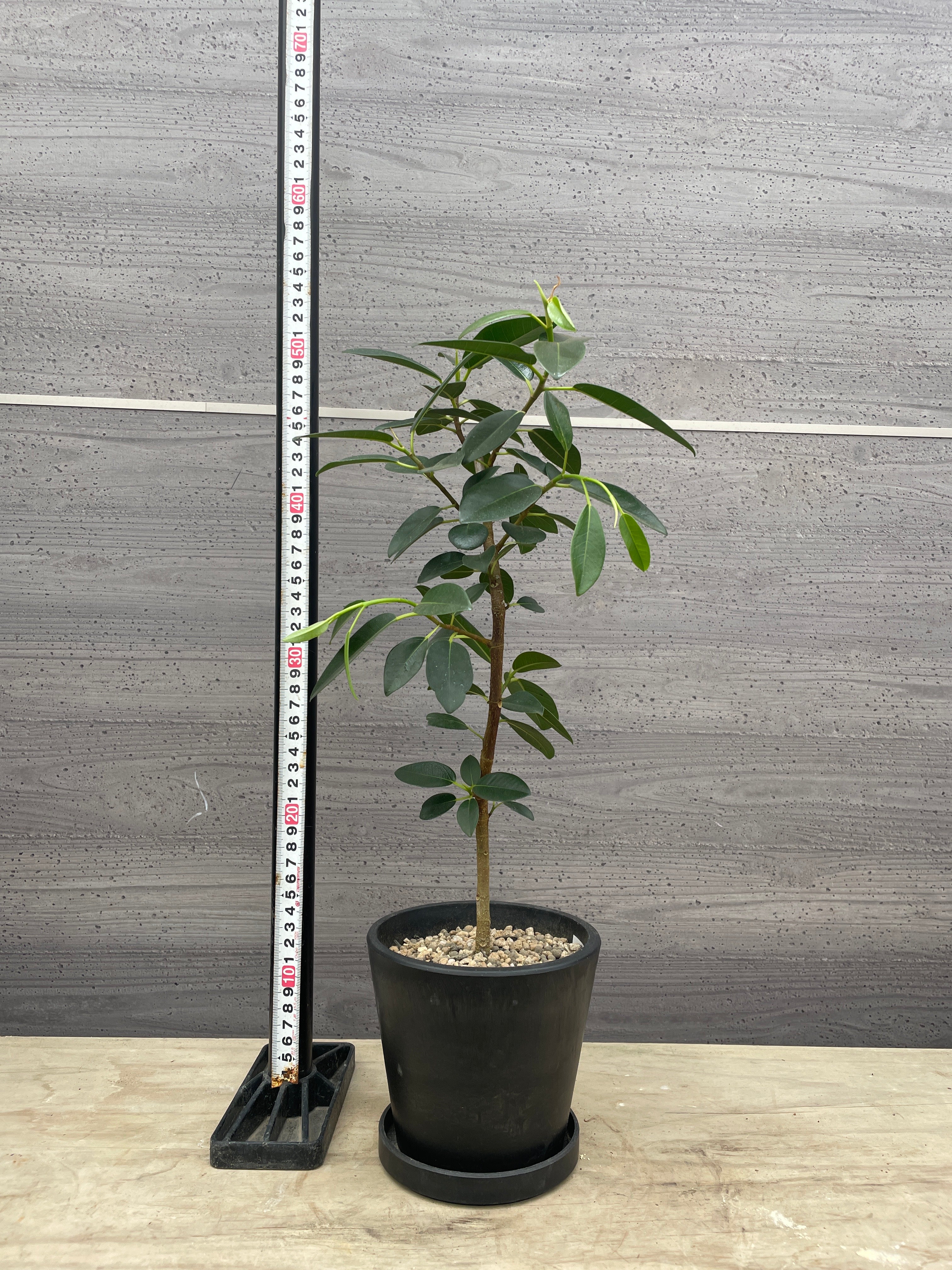 Pickup 全ての商品 – 植物家族