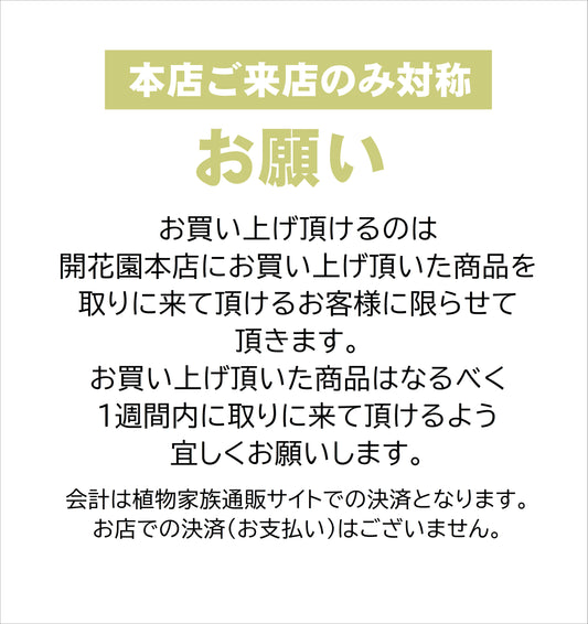 11/24 RIALTIME本店　Lee412.様売約　サンスベリア