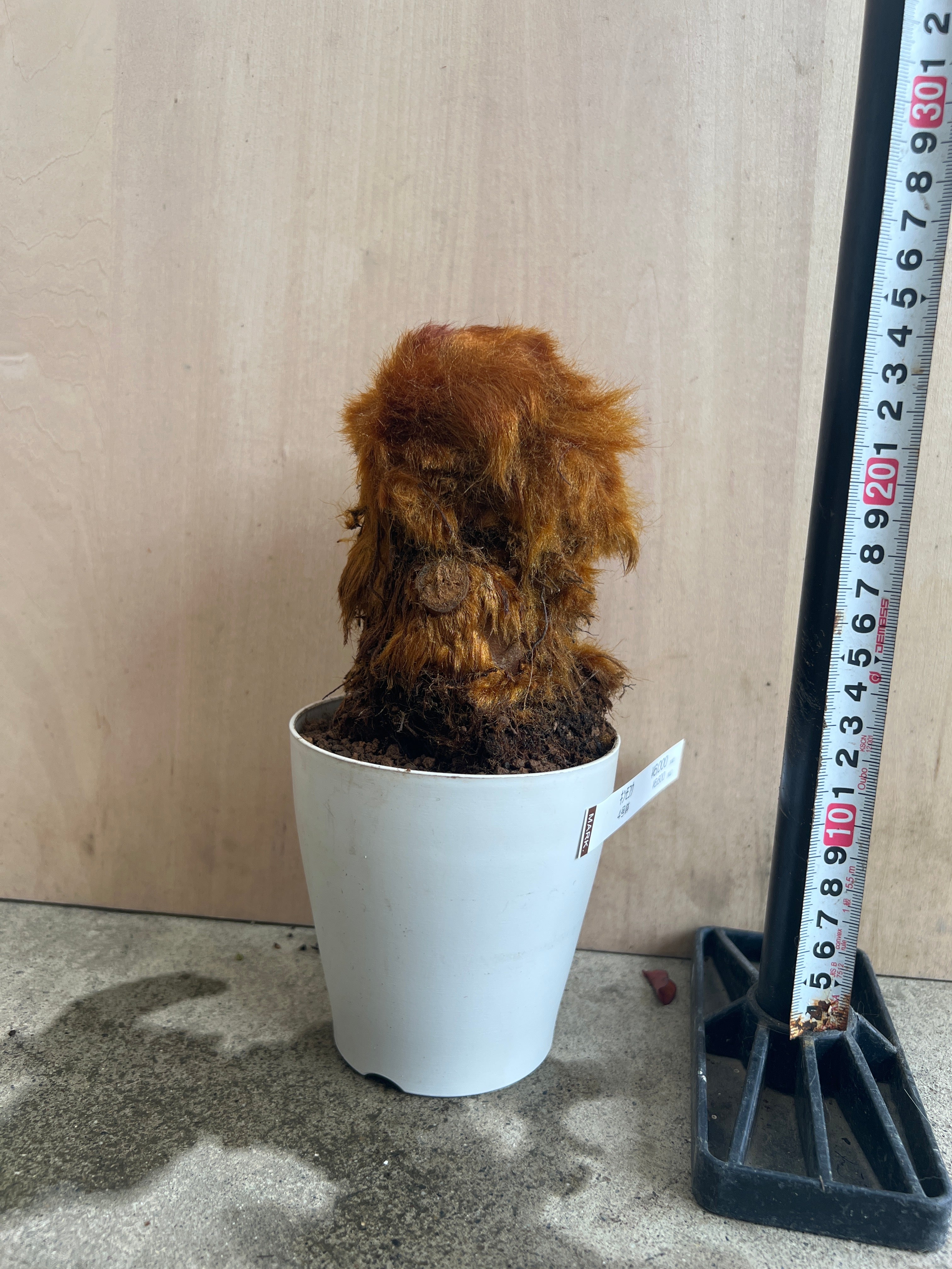Pickup 全ての商品 – 植物家族