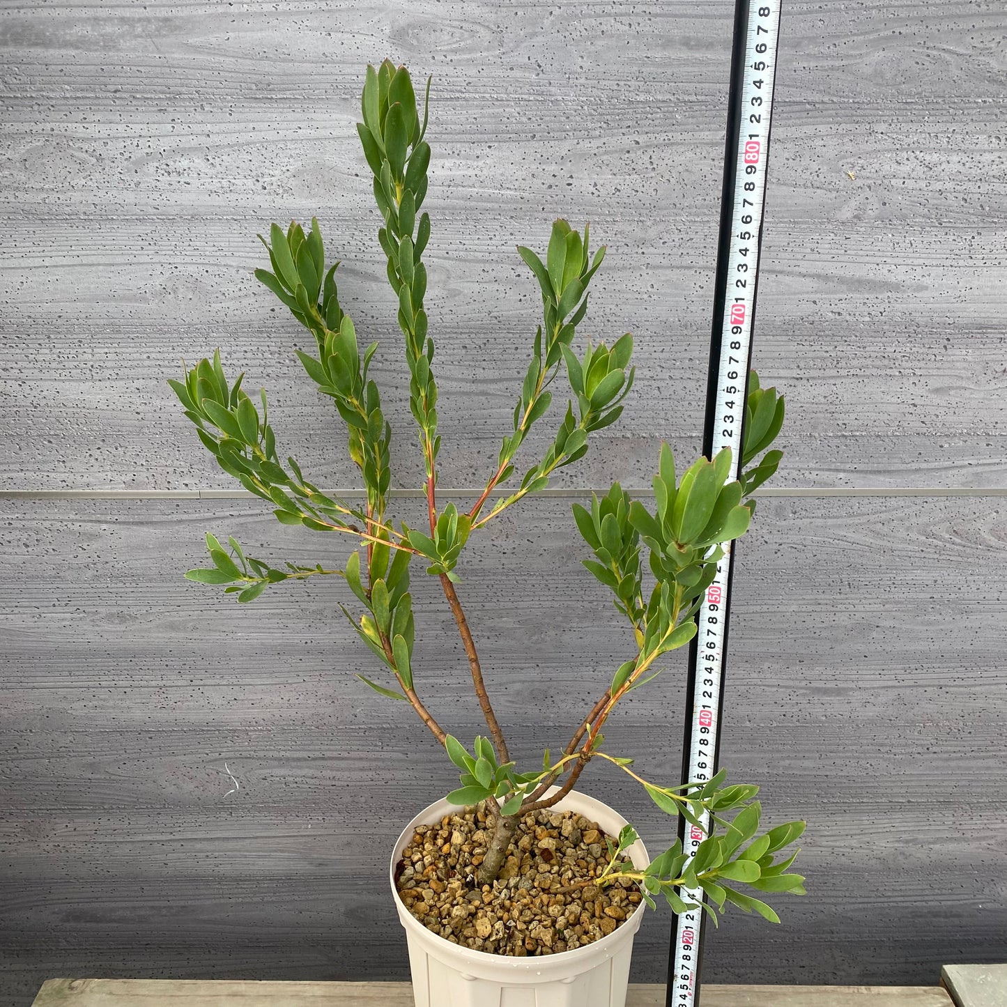 リューカデンドロン　ライムマジック　７号スリット鉢/オリジナル色